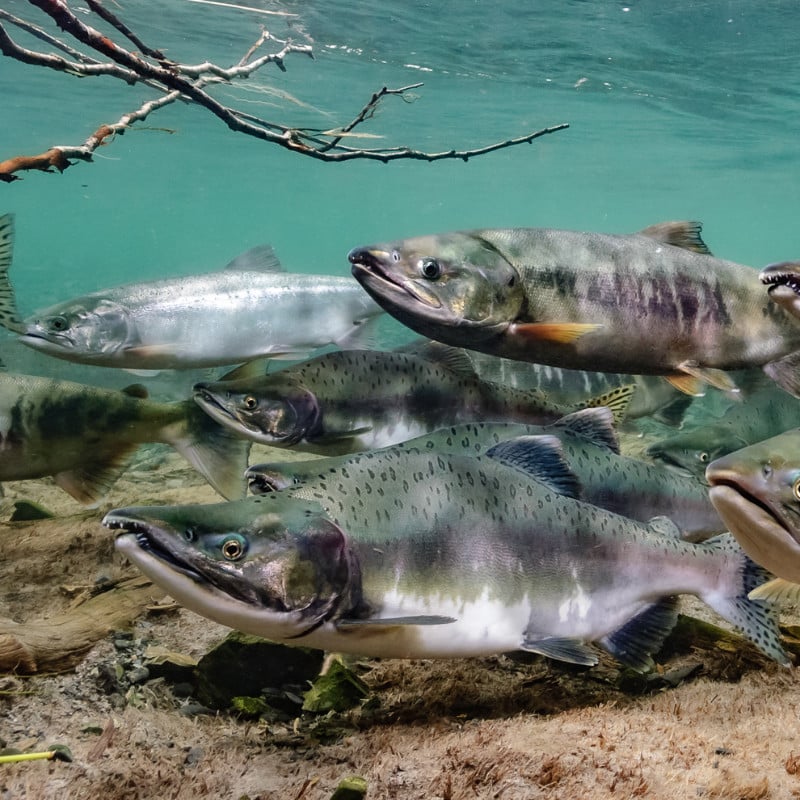 Pink Salmon fishing in Alaska on the Kenai River